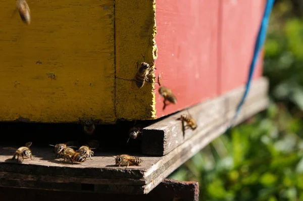 Man Made Bee Nests Made Timber Designed Box Form Placed — Stock Photo, Image