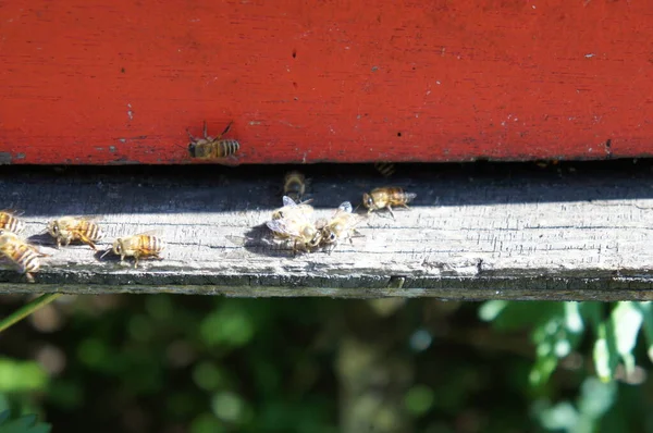 Menschengemachte Bienennester Aus Holz Konzipiert Schachtelform Einem Blumengarten Platziert Damit — Stockfoto