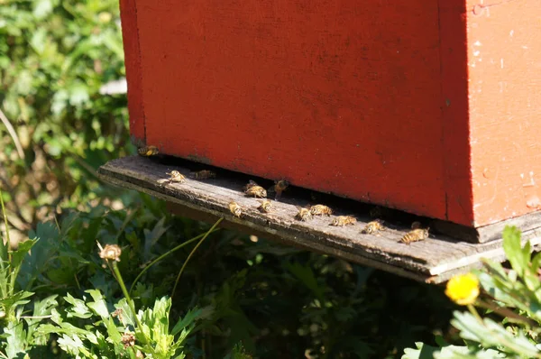 Man Made Bee Nests Made Timber Designed Box Form Placed — Stock Photo, Image