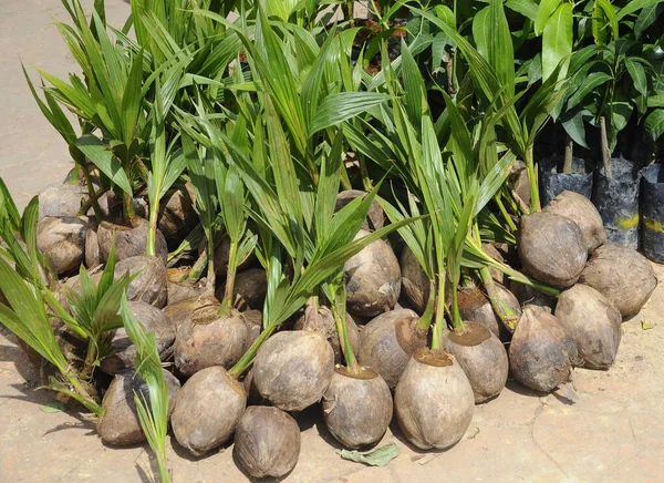 Cultivo Plántulas Coco Recogen Antes Plantación — Foto de Stock