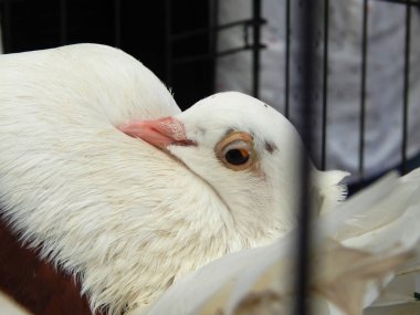 SEREMBAN, MALAYSIA 20 Mayıs 2017: Kafeslerde egzotik güvercinler ve halka sergilendi. Bu kuşlar evcil hayvan olarak tutulur..