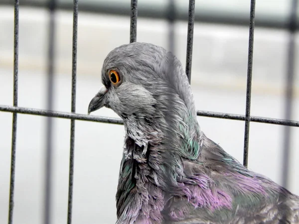Seremban Malaisie Mai 2017 Pigeons Exotiques Dans Des Cages Exposés — Photo