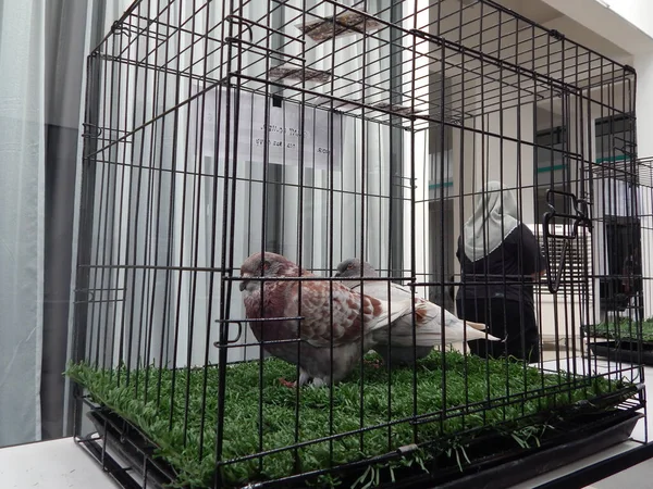 ⬇ Скачать Картинки Gaiola De Frango Grande, Стоковые Фото Gaiola.