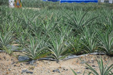 Ananas çiftliği ve olgun meyveleri. Ananas ağacı turbada yetişen tropikal bir bitkidir. Pişirmede kullanılır ya da tek başına yenebilir..