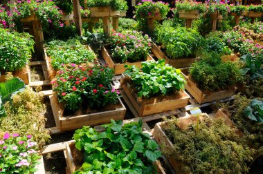 SERDANG, MALAYSIA -ARALIK 03 Aralık 2016: Hydrocatyle Javanica veya yerel adı Pegaga Gajah. Normalde Güneydoğu Asya 'da kullanılan sebzeler ya da taze yiyecekler.. 