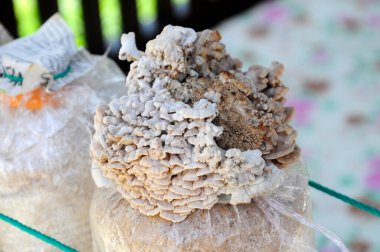 SELANGOR, MALAYSIA 03 ARALIK 2016: Çiftçilerin yetiştirdiği taze mantarlar. Mantarlar, talaş ve gübre dolu plastik kapların dışında yetişir..