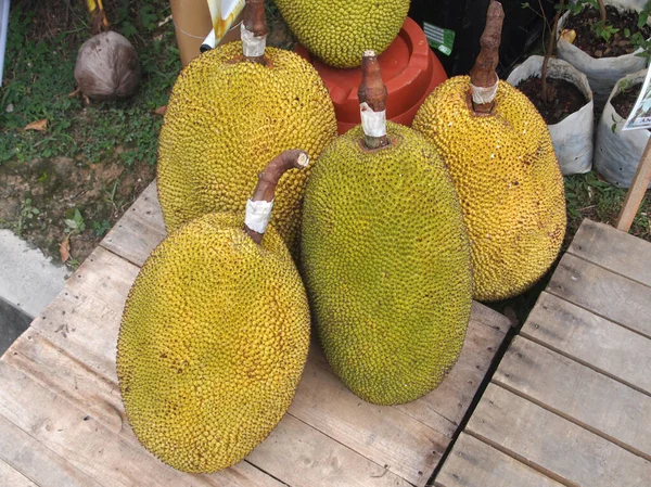 Mersing Malasia Julio 2016 Fruta Jack Que Aún Recogido —  Fotos de Stock