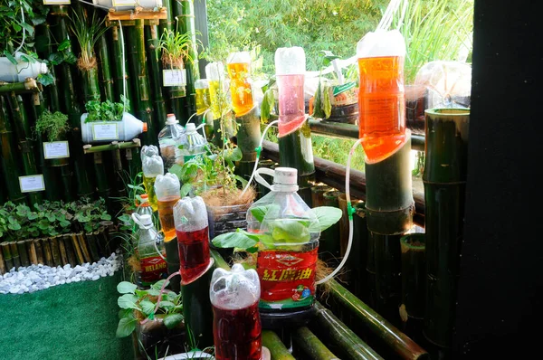 Serdang Malaysia Prosince 2016 Zelenina Zasazená Svisle Nádobě Recyklovaných Plastových — Stock fotografie