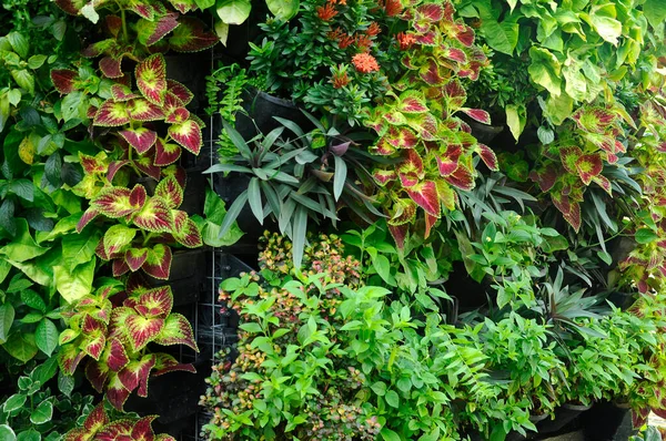 Serdang Malaysia December 2016 Flowers Vegetable Planting Plastic Pots 它像一个垂直的花园一样垂直挂着 — 图库照片