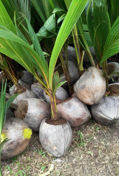 Przed Sadzeniem Zbiera Się Sadzonki Kokosowe — Zdjęcie stockowe