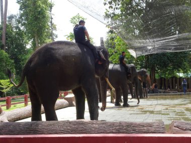 PAHANG, MALAYSIA -HAZİRAN 2 Haziran 2020: Fil barınağı gönüllüler tarafından fil yetiştiriciliği ve tedavisinde kullanılmaktadır. Tedavi edilen filler vahşi doğaya bırakılmadan önce eğitilir..