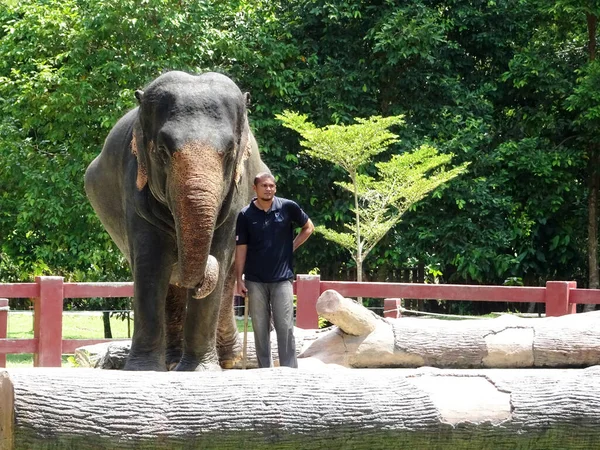 Паханг Малайзия Июня 2020 Года Заповедник Слонов Управляется Добровольцами Место — стоковое фото