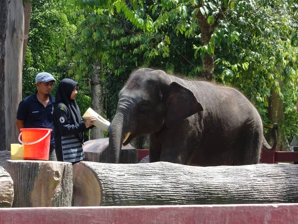 Паханг Малайзия Июня 2020 Года Заповедник Слонов Управляется Добровольцами Место — стоковое фото