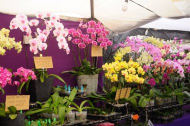 SERDANG, MALAYSIA - 07 Aralık 2016: Bitki yuvasında renkli tropikal ve egzotik orkideler.