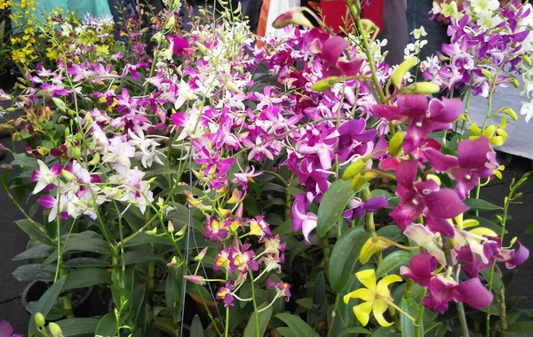 Серданг Малайзия Декабрь 2016 Красочные Экзотические Орхидеи Цветут Питомниках Растений — стоковое фото