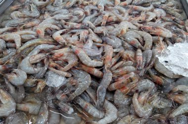 Yakalanan ve buzda toplanan karides yığını. Bu karides satışa hazır..