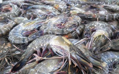 Yakalanan ve buzda toplanan karides yığını. Bu karides satışa hazır..