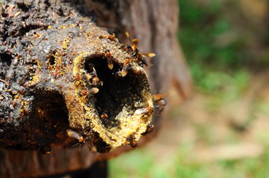 SERDANG, MALAYSIA - 7 ARALIK 2016: Daha az arı veya yerel dil için yuva girişi Kelulut 