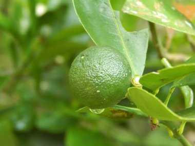 Calamondin ya da narenciye mikrocarpa. Güneydoğu Asyalı yerel halk ona Limau Kasturi diyor. Filipinler 'de yetiştirilmiştir.. 
