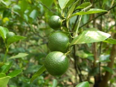 Calamondin ya da narenciye mikrocarpa. Güneydoğu Asyalı yerel halk ona Limau Kasturi diyor. Filipinler 'de yetiştirilmiştir.. 