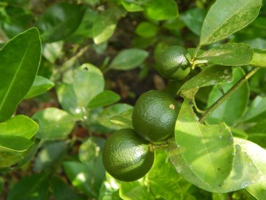 Calamondin ya da narenciye mikrocarpa. Güneydoğu Asyalı yerel halk ona Limau Kasturi diyor. Filipinler 'de yetiştirilmiştir.. 
