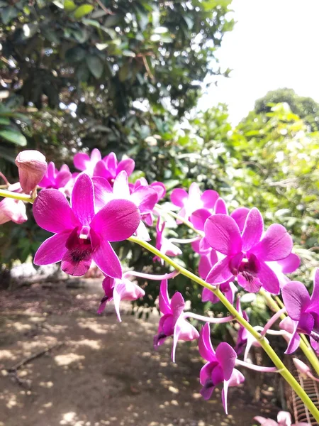 Serdang Malasia Diciembre 2016 Coloridas Orquídeas Tropicales Exóticas Florecen Viveros —  Fotos de Stock