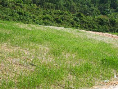 Hidroseed metodunu kullanarak doğal otlarla kalıcı eğim koruması. Çimenler eğim yapısını dengelemek ve eğimli aşınmayı önlemek için kullanılır. Etkili ve daha az bakım. 