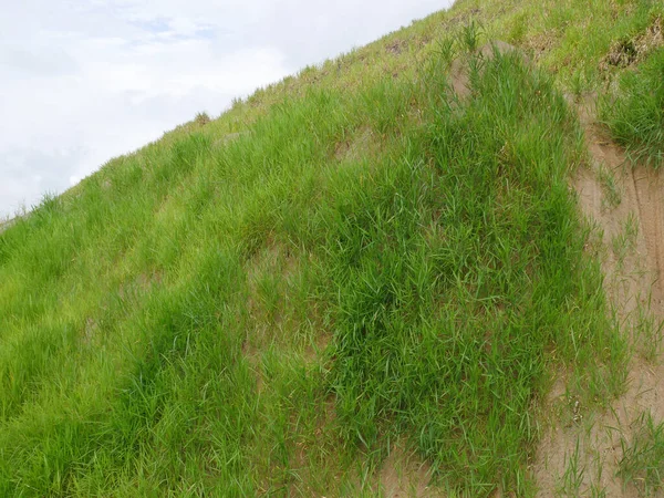 Permanente Hangsicherung Mit Dem Naturrasen Nach Der Hydroseed Methode Das — Stockfoto