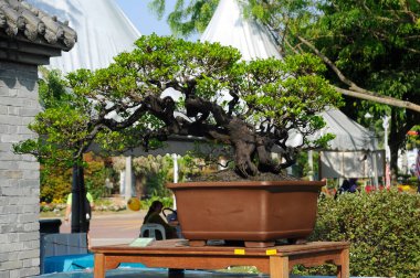 PUTRAJAYA, MALAYSIA -25 AĞUSTOS 2018: Malezya 'daki Royal Floria Putrajaya Garden' da halk için sergilenen Bonsai ağacı. Sahibinin yaratıcılığına göre çeşitli şekillerde sergilenir..