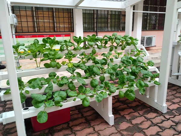 Seremban Malaysia Června 2020 Zelenina Pěstuje Hydroponicky Stupních Může Ušetřit — Stock fotografie