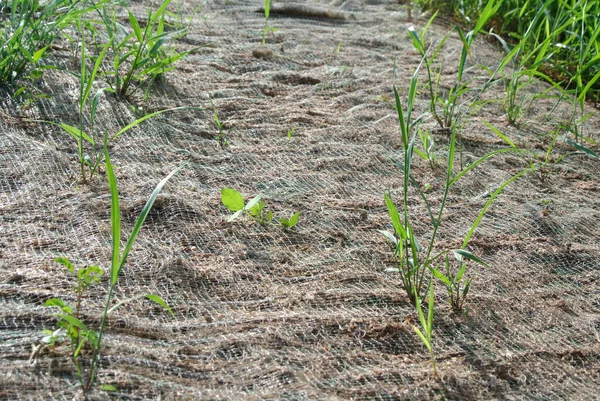 Permanente Hangsicherung Mit Dem Naturrasen Nach Der Hydroseed Methode Das — Stockfoto