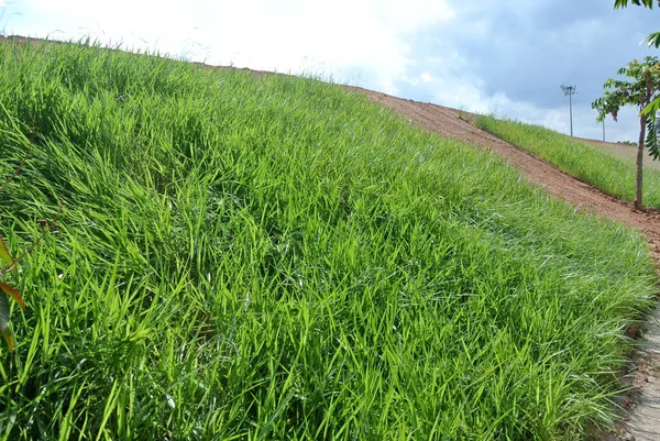 Hidroseed metodunu kullanarak doğal otlarla kalıcı eğim koruması. Çimenler eğim yapısını dengelemek ve eğimli aşınmayı önlemek için kullanılır. Etkili ve daha az bakım. 