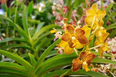 SERDANG, MALAYSIA - 07 Aralık 2016: Serdang, Malezya 'daki bitkilerin fidanlığında renkli tropikal ve egzotik orkideler. 