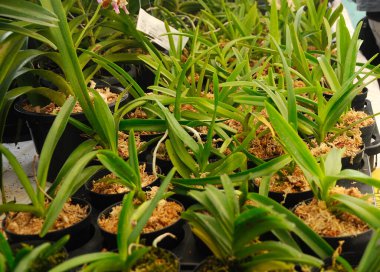 SERDANG, MALAYSIA - 07 Aralık 2016: Serdang, Malezya 'daki bitkilerin fidanlığında renkli tropikal ve egzotik orkideler. 