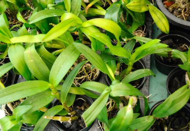 SERDANG, MALAYSIA - 07 Aralık 2016: Serdang, Malezya 'daki bitkilerin fidanlığında renkli tropikal ve egzotik orkideler. 