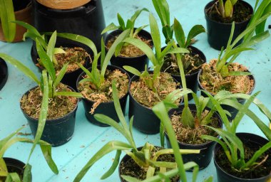 SERDANG, MALAYSIA - 07 Aralık 2016: Serdang, Malezya 'daki bitkilerin fidanlığında renkli tropikal ve egzotik orkideler. 