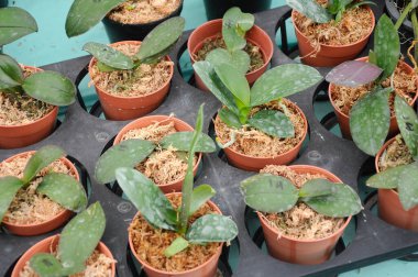 SERDANG, MALAYSIA - 07 Aralık 2016: Serdang, Malezya 'daki bitkilerin fidanlığında renkli tropikal ve egzotik orkideler. 