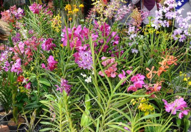 SERDANG, MALAYSIA - 07 Aralık 2016: Serdang, Malezya 'daki bitkilerin fidanlığında renkli tropikal ve egzotik orkideler. 