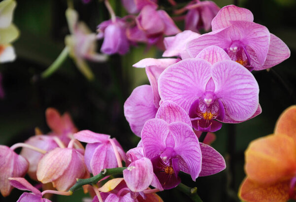 СЕРДАНГ, МАЛАЙЗИЯ - ДЕКАБРЬ 07, 2016: Красочные и экзотические орхидеи цветут в питомнике растений в Серданге, Малайзия. 