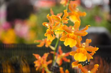 Serdang, Malezya 'daki bitkilerin fidanlığında renkli tropikal orkideler çiçek açar. 