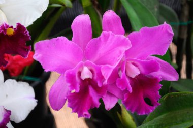 Serdang, Malezya 'daki bitkilerin fidanlığında renkli tropikal orkideler çiçek açar. 