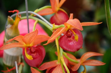 Serdang, Malezya 'daki bitkilerin fidanlığında renkli tropikal orkideler çiçek açar. 