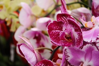 Serdang, Malezya 'daki bitkilerin fidanlığında renkli tropikal orkideler çiçek açar. 