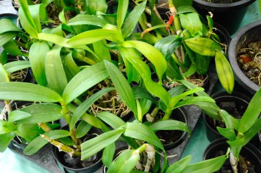 Serdang, Malezya 'daki bitkilerin fidanlığında renkli tropikal orkideler çiçek açar. 