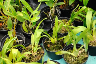 Serdang, Malezya 'daki bitkilerin fidanlığında renkli tropikal orkideler çiçek açar. 