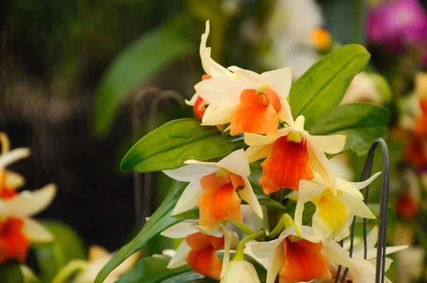 Colorful Tropical Exotic Orchids Flower Plants Nursery Serdang Malaysia — Stock Photo, Image