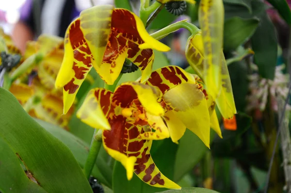 Πολύχρωμο Τροπικό Εξωτικό Λουλούδι Ορχιδέες Φυτώριο Φυτών Στο Serdang Μαλαισία — Φωτογραφία Αρχείου