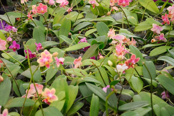 Colorful Tropical Exotic Orchids Flower Plants Nursery Serdang Malaysia — Stock Photo, Image