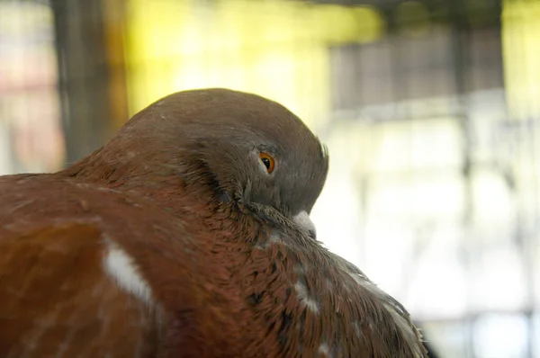 Serdang Malaysia December 2016 Exotic Pigeon Bird Head Close — Stock Photo, Image