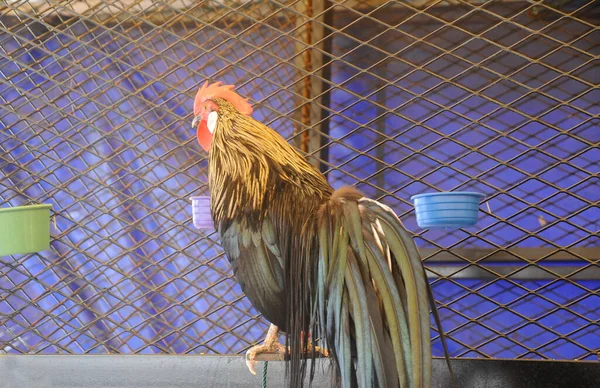 Serdang Malaysia December 2016 Mature Pet Rooster Perched High — Stock Photo, Image